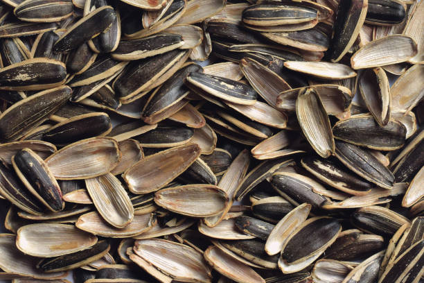 istock Sunflower Seed Shell Sunflower Seed Illustration 2174601573