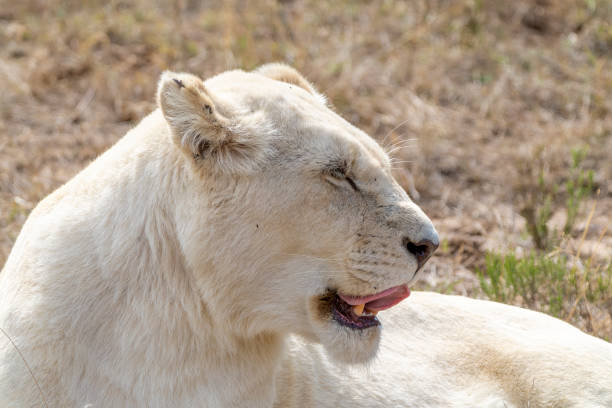 Female white lion (leucistic) in a South African Game Reserve, lying down in grass and licking her lips.