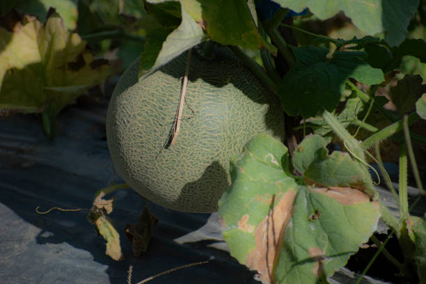 A melon ready to be harvested on a plantation