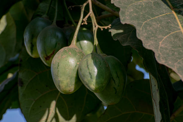 istock A bunch of unripe tamarillos (Solanum betaceum) 2174610836