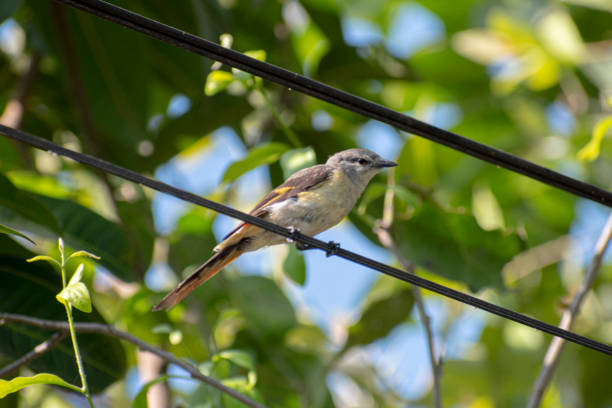 istock A female Sunda minivet bird perches on a wire 2174611197