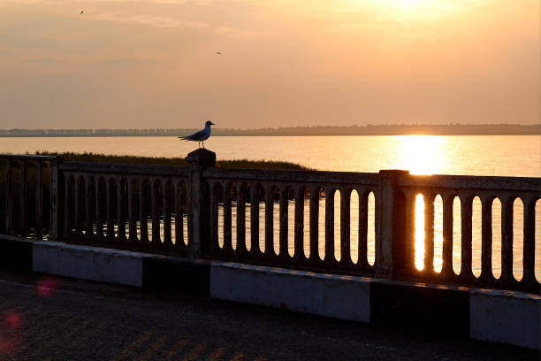 Silhouette of seagull standing on a lattice bridge railing at sunset