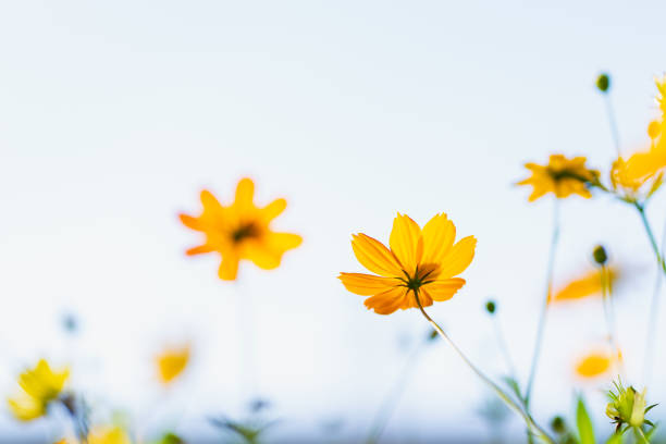 Abstract low angle yellow flower on white sky background using as fresh ecology and wallpaper concept
