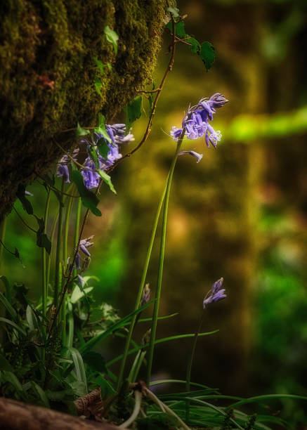 Bluebells in woods, Dartmoor, Devon