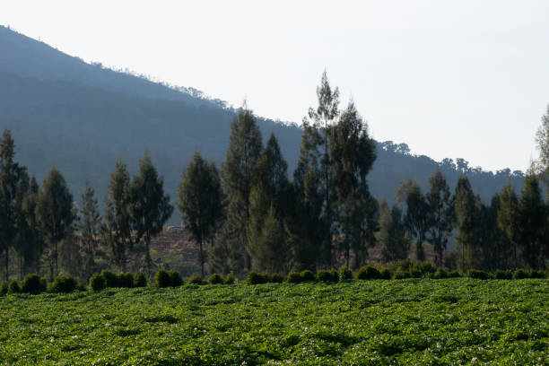 newly planted fields with vegetables