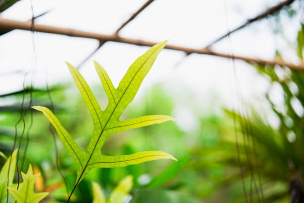 Closeup nature view of green leaf on sunlight, natural green plants using as a background and wallpaper