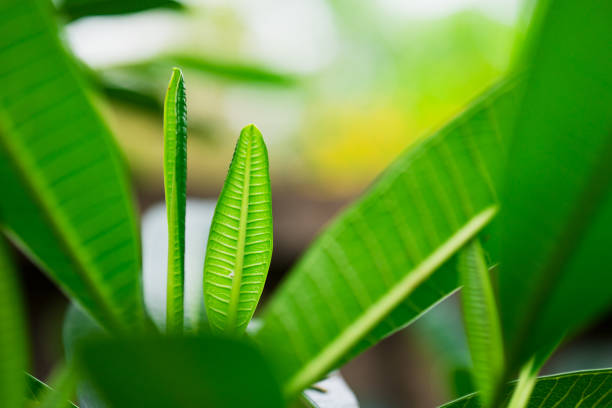 Closeup nature view of green leaf on blurred greenery background with copy space using as background concept