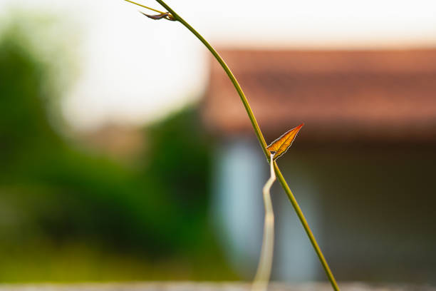 Closeup nature view of young green leaf on blurry background with copy space using as background and wallpaper concept