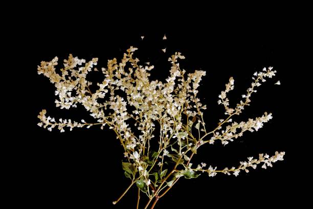 istock Hd photo, close-up, plant with small whiteflowers, Fallopia baldschuanica Fallopia aubertii isolated, studio shot, black background 2174615053