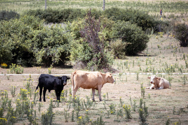 A cow and baby bull in the field. The little bull looks at Camara. Another cow is next to him lying on the grassy ground.