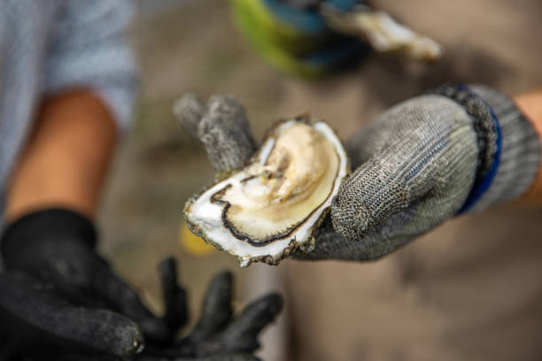 istock Focus on oysters on the beach 2174619474