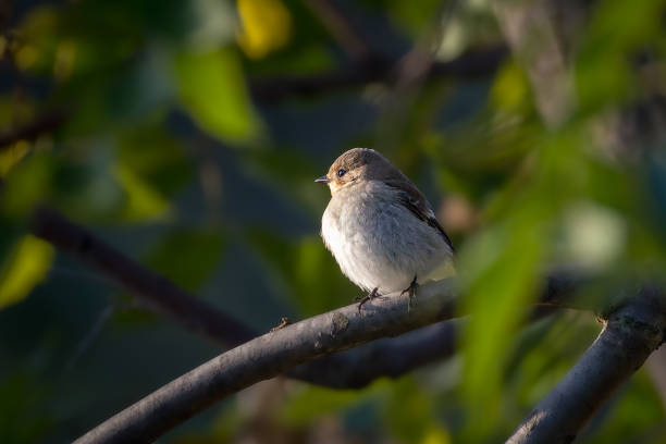 istock Spotted Flycatcher perched on a branch in the morning light 2174621631