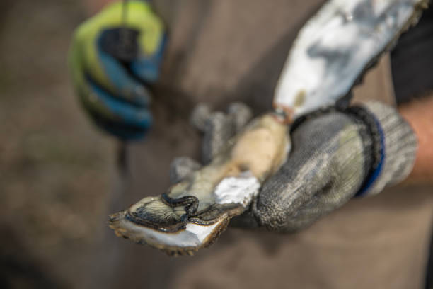 istock Focus on oysters on the beach 2174622910