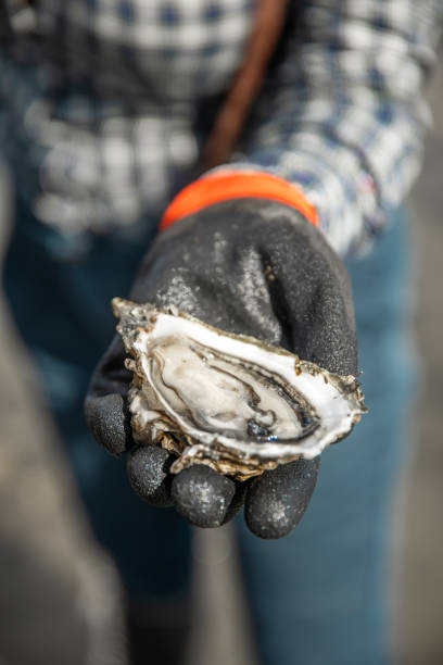 Focus on oysters in hand on the beach