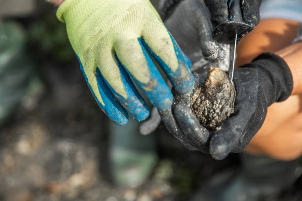 istock Focus on oysters in hand on the beach 2174624124
