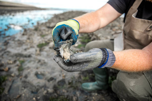 istock Focus on oysters in hand on the beach 2174624367