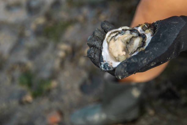 Focus on oysters in hand on the beach