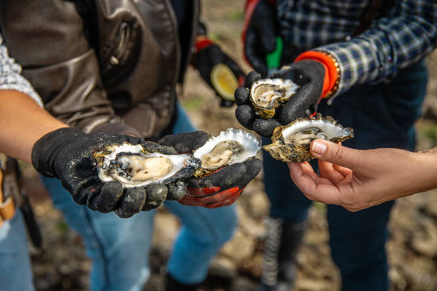 istock Focus on oysters in hand on the beach 2174624613