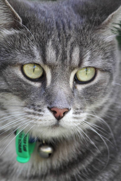 istock Close-up of a beautiful grey tabby cat's face 2174626663