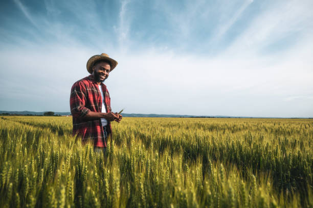 istock Farmer examining crops in wheat field 2174626765