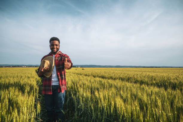 istock Farmer standing  in wheat field and showing thumb up 2174626773