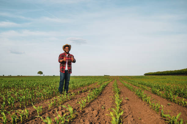 istock Farmer standing  in corn  field and showing thumbs up 2174627296