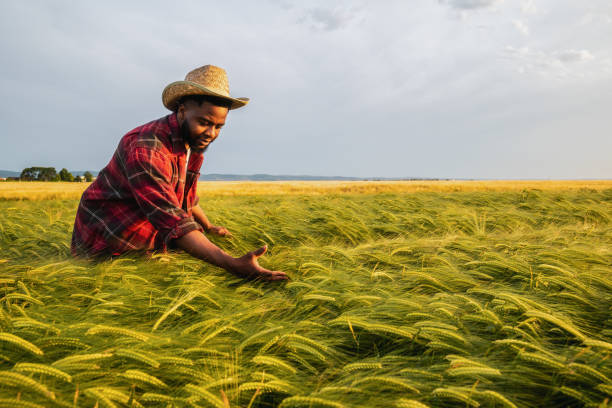 istock Farmer  examining crops in his growing wheat field 2174627382