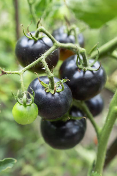 istock Black tomatoes on a branch in the garden 2174628835