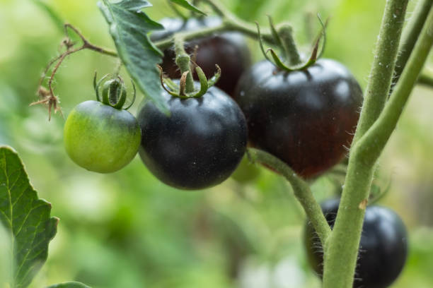 istock harvesting black tomatoes in garden 2174629257
