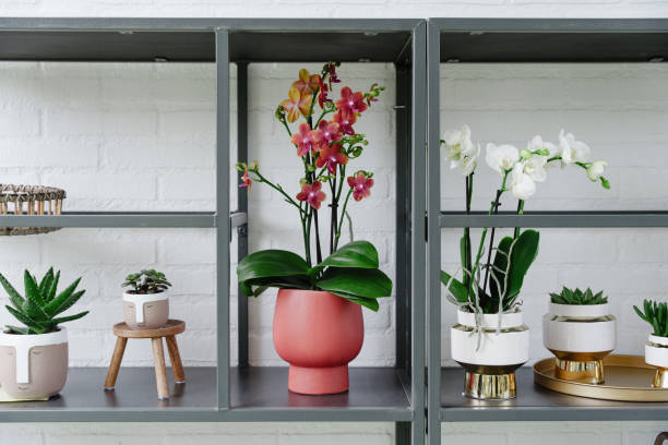 istock Potted Plants And Orchids On A Modern Shelf 2174631751