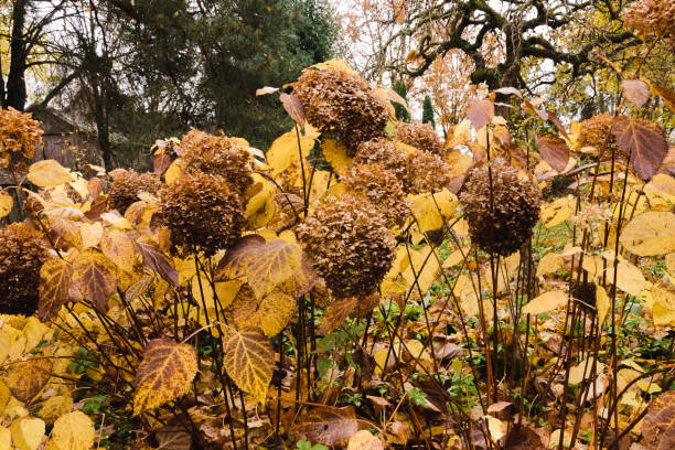 Hydrangea arborescens 'Annabelle' bushes in autumn