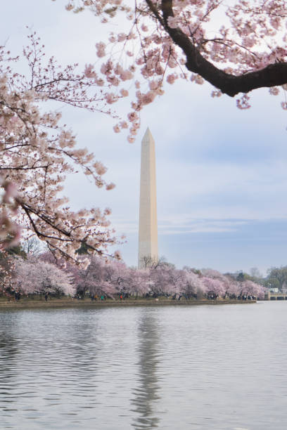 istock The Washington Monument framed by Cherry Blossoms 2174637044