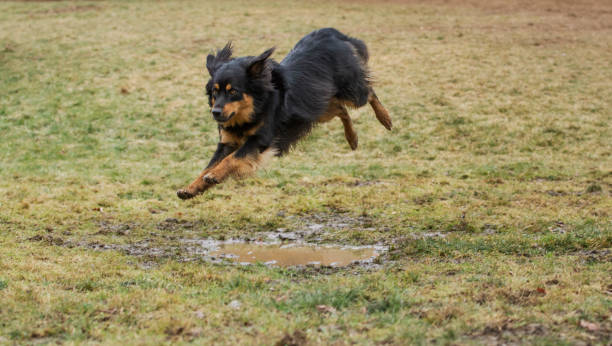Young energetic English Shepherd jumps over a muddy puddle while playing in a large grassy field.