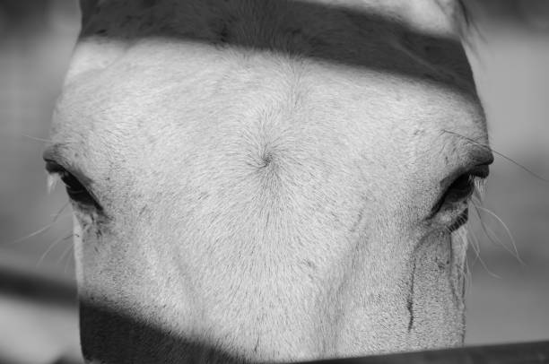 istock Close-up of a white horse, 2174641214