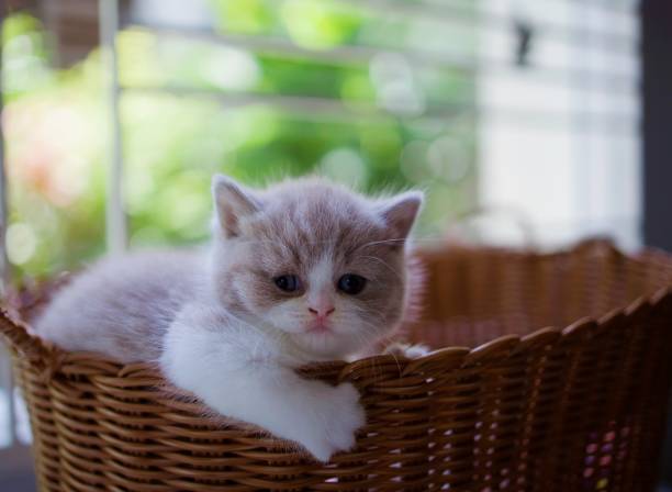 Cute paw of British Shorthair kitty