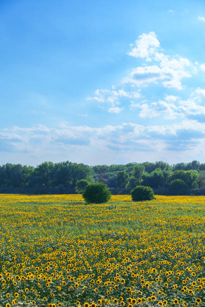 sunflower field and summer nature, beautiful sunny landscape