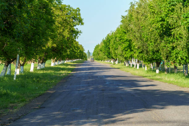 A road with trees on both sides and a white line down the middle. The road is empty and the trees are green