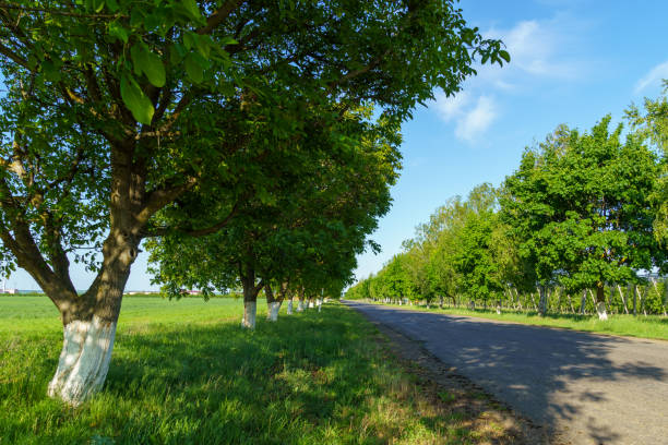 A road with a sign on it. The road is empty. There are trees on both sides of the road