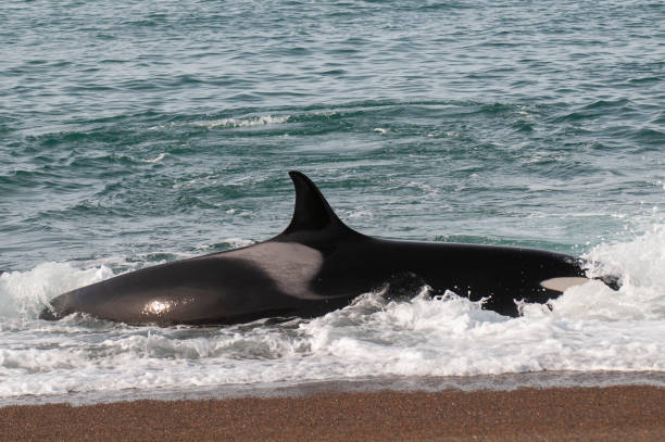 istock Killer Whale, Orcinus Orca, hunting a sea lions , 2174643837