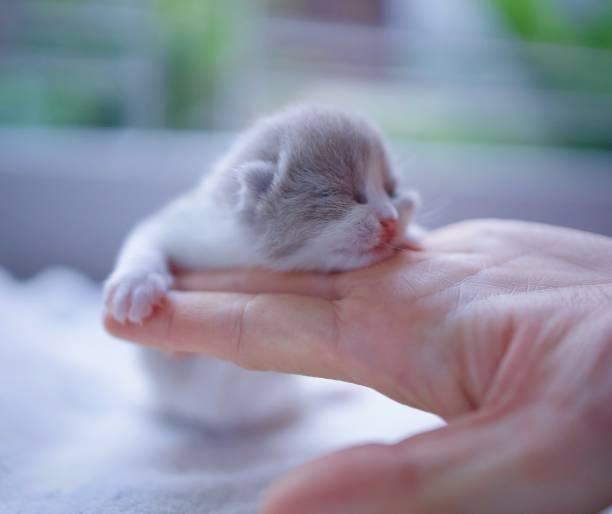 istock British British shorthair kitten - 1 week 2174644656