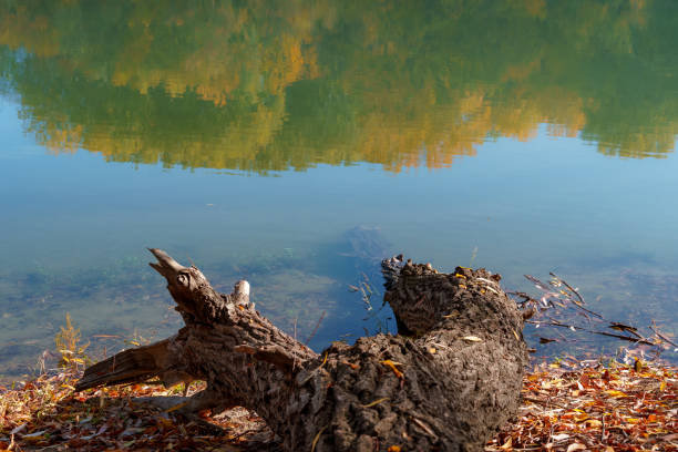 beautiful autumn landscape with river and forest on bright sunny day, white clouds in blue sky, sunlight and shadows
