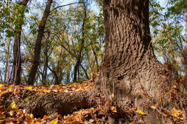 beautiful autumn landscape, trees with yellow leaves