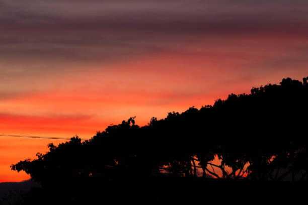 An awe-inspiring view of a vibrant red sunset, framed by the dark silhouettes of trees. The glowing sky gradually transitions from deep red to soft orange, creating a captivating contrast with the shadowy trees in the foreground. Perfect for capturing the beauty of nature at twilight.