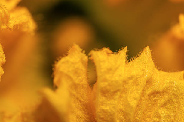 pumpkin flower close up macro photography