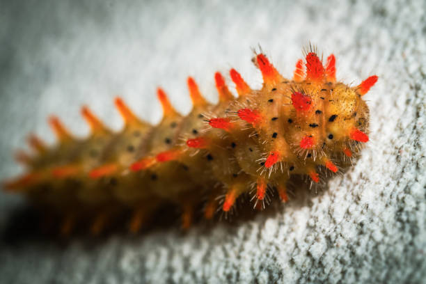 Caterpillar crawling on spiral vine - animal behavior.