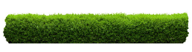 istock Tropical  shrub bush fence tree isolated plant with clipping path. 2174646372