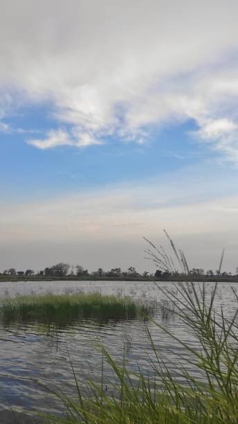 istock A fishpond with grass growing in the middle and along the edges, set against a backdrop of blue sky and scattered clouds, creating a serene natural landscape 2174646772