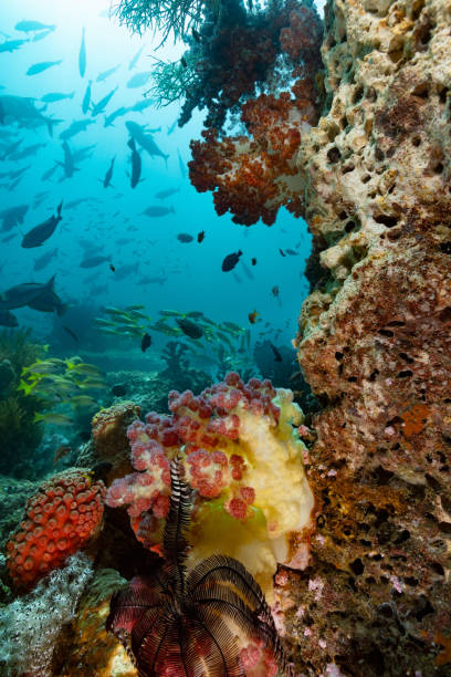 istock Amazing Biodiversity in Fish Paradise, Triton Bay, Indonesia 2174647083