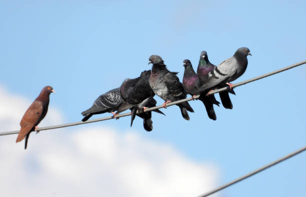 flock of wild pigeons