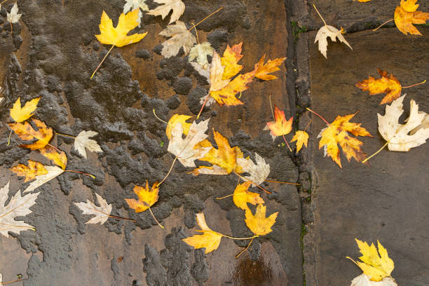 istock leaves, falling, fall colours, morning, branches, weather, autumnal, fall colors, tranquil, panorama, autumn landscape, beauty, landscape, colorful, autumn, sunlight, environment, brown, tree, nature, park, season, fall, beautiful, red, yellow, bright, fo 2174649325